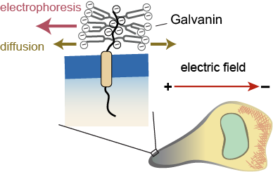 Publication image