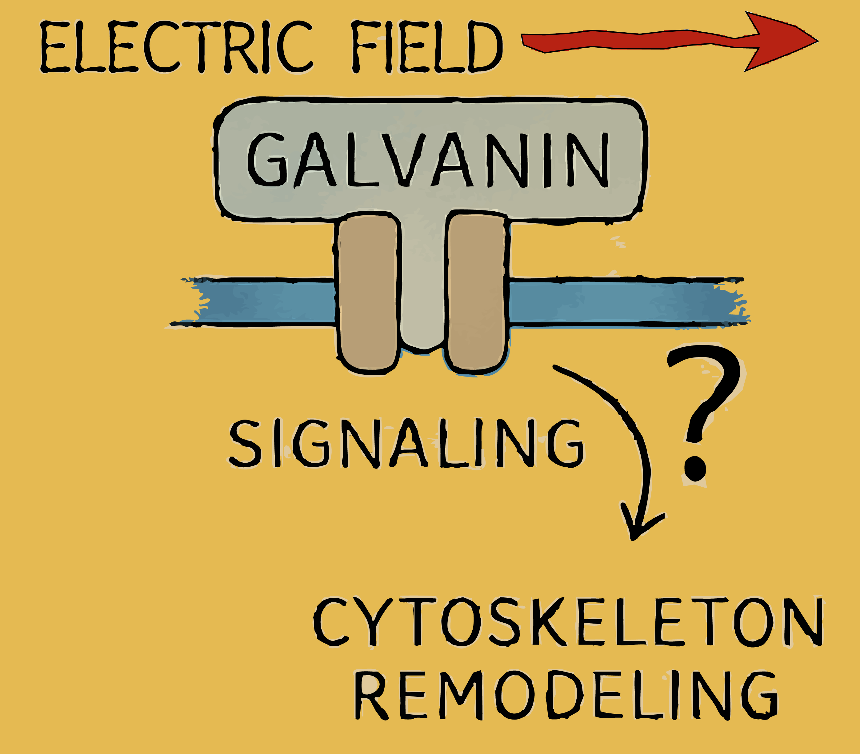 Galvanin molecular mechanism diagram