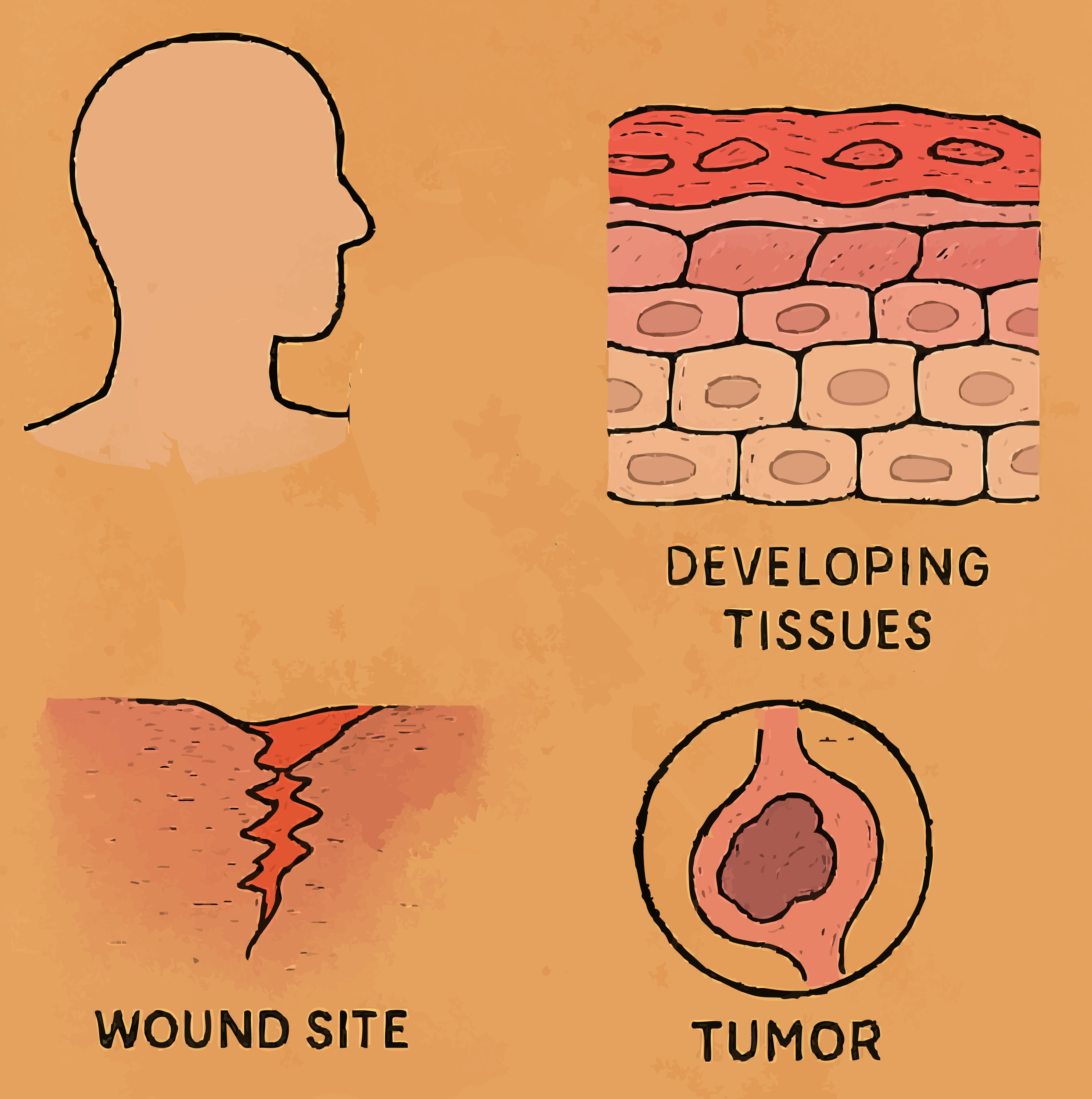 Electrical cues in tissues diagram